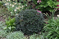 Boom Chocolatta Cranesbill (Geranium pratense 'Boom Chocolatta') at Peter Knippel Garden Centre