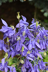 Alpine Columbine (Aquilegia alpina) at Peter Knippel Garden Centre