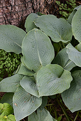 True Blue Hosta (Hosta 'True Blue') at Lakeshore Garden Centres