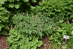 Domino Barrenwort (Epimedium 'Domino') at Lakeshore Garden Centres