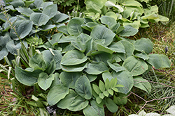 Blue Blush Hosta (Hosta 'Blue Blush') at Lakeshore Garden Centres