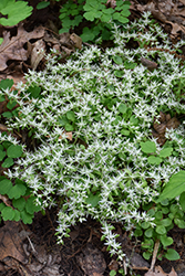 Woodland Stonecrop (Sedum ternatum) at Lakeshore Garden Centres