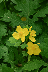 Celandine Poppy (Stylophorum diphyllum) at Lakeshore Garden Centres