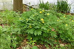 Celandine Poppy (Stylophorum diphyllum) at Lakeshore Garden Centres