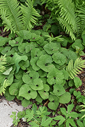 Canadian Wild Ginger (Asarum canadense) at Peter Knippel Garden Centre