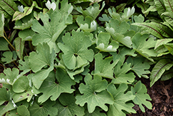 Bloodroot (Sanguinaria canadensis) at Green Thumb Garden Centre