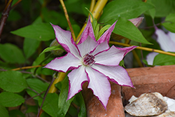 Omoshiro Clematis (Clematis 'Omoshiro') at Lakeshore Garden Centres