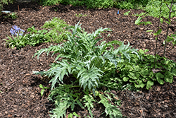 Porto Spineless Cardoon (Cynara cardunculus 'Porto Spineless') at Lakeshore Garden Centres