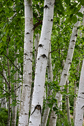 White Satin Birch (Betula utilis 'White Satin') at Lakeshore Garden Centres