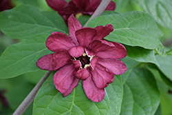 Hartlage Wine Sweetshrub (Calycanthus 'Hartlage Wine') at Lakeshore Garden Centres