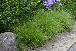 Remote Sedge (Carex remota) at Lakeshore Garden Centres