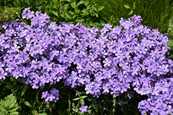 Blue Moon Phlox (Phlox divaricata 'Blue Moon') at Peter Knippel Garden Centre