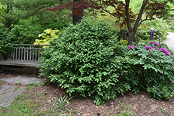 Beaver Creek Boxwood (Buxus 'KLML') at Lakeshore Garden Centres