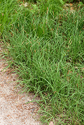 Blue Sedge (Carex flacca) at Lakeshore Garden Centres