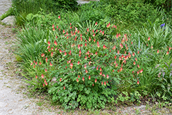 Wild Red Columbine (Aquilegia canadensis) at Peter Knippel Garden Centre
