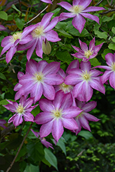Asao Clematis (Clematis 'Asao') at Lakeshore Garden Centres