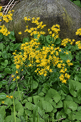 Roundleaf Ragwort (Packera obovata) at Lakeshore Garden Centres
