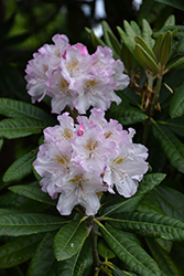 Mikkeli Rhododendron (Rhododendron 'Mikkeli') at Lakeshore Garden Centres
