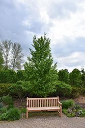 Hop Hornbeam (Ostrya virginiana) at Peter Knippel Garden Centre