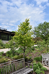 Rising Fire American Hornbeam (Carpinus caroliniana 'Uxbridge') at Lakeshore Garden Centres
