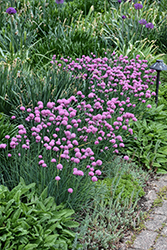 Pink Giant Chives (Allium schoenoprasum 'Pink Giant') at Lakeshore Garden Centres