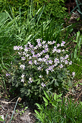 Espresso Cranesbill (Geranium maculatum 'Espresso') at Lakeshore Garden Centres