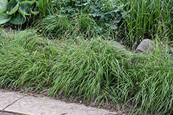 Blue Sedge (Carex flacca) at Lakeshore Garden Centres