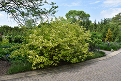 Golden Dogwood (Cornus alba 'Aurea') at Green Thumb Garden Centre