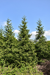 Green Giant Arborvitae (Thuja 'Green Giant') at Lakeshore Garden Centres