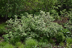 Red Osier Dogwood (Cornus sericea) at Peter Knippel Garden Centre