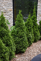 American Pillar Arborvitae (Thuja occidentalis 'American Pillar') at Lakeshore Garden Centres