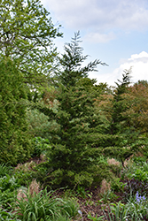 Canaertii Redcedar (Juniperus virginiana 'Canaertii') at Lakeshore Garden Centres