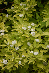 Golden Dogwood (Cornus alba 'Aurea') at Green Thumb Garden Centre