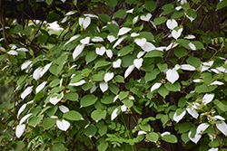 Arctic Beauty Kiwi (Actinidia kolomikta 'Arctic Beauty') at Lakeshore Garden Centres