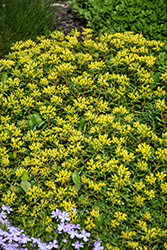 Russian Stonecrop (Sedum kamtschaticum) at Peter Knippel Garden Centre