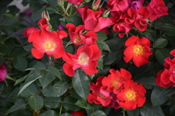 Screaming Neon Red Rose (Rosa 'BAIneon') at Lakeshore Garden Centres