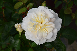 Champagne Wishes Rose (Rosa 'BAIcham') at Lakeshore Garden Centres