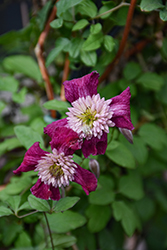 Avant-Garde Clematis (Clematis 'Avant-Garde') at Lakeshore Garden Centres