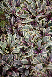 Princess Nadia Bugleweed (Ajuga tenorii 'Piotrek01') at Peter Knippel Garden Centre