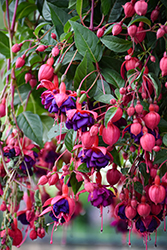 Dollar Princess Fuchsia (Fuchsia 'Dollar Princess') at Lakeshore Garden Centres