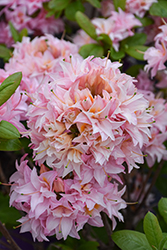 Electric Lights Double Pink Azalea (Rhododendron 'UMNAZ 493') at Lakeshore Garden Centres
