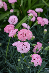 Pretty Poppers Appleblossom Burst Pinks (Dianthus 'Appleblossom Burst') at Peter Knippel Garden Centre