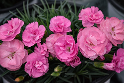 Fruit Punch Sweetie Pie Pinks (Dianthus 'Sweetie Pie') at Peter Knippel Garden Centre