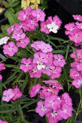First Love Pinks (Dianthus 'First Love') at Lakeshore Garden Centres