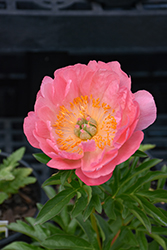 Paula Fay Peony (Paeonia 'Paula Fay') at Peter Knippel Garden Centre
