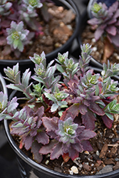 SunSparkler Sapphire Tuffet Stonecrop (Sedum 'Sapphire Tuffet') at Lakeshore Garden Centres