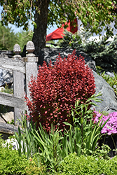 Orange Rocket Japanese Barberry (Berberis thunbergii 'Orange Rocket') at Lakeshore Garden Centres