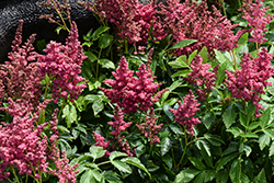 Fireberry Astilbe (Astilbe 'Fireberry') at Peter Knippel Garden Centre