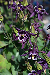 Winky Purple and White Columbine (Aquilegia 'Winky Purple and White') at Lakeshore Garden Centres