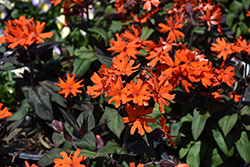 Orange Gnome Campion (Lychnis x arkwrightii 'Orange Gnome') at Peter Knippel Garden Centre